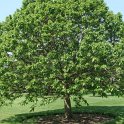 Castanea sativa